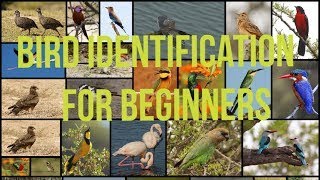 Free Online Bird Identification Course for Beginners