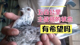 【小悠賽鴿】063期：休養兩天後,再踏上家飛,準備私訓的節奏,來看看兩羽主將的狀態