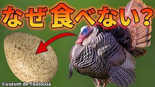 七面鳥の卵が食べられていない理由がこちら【解説動画】