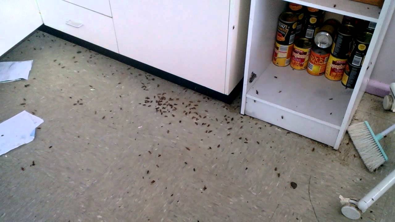 GERMAN COCKROACH INFESTATION TO HOUSE IN TAMWORTH - YouTube