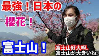 最强日本搭配！！富士山！櫻花！  這就是外國人最愛的日本！ / 最強の組み合わせ！！富士山と桜！外国人が大好きな日本！