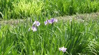 薬師池公園　花菖蒲開花１　2023/5/21