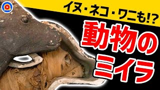 仰天！巨大ワニからペットまで〜古代エジプト動物のミイラ達