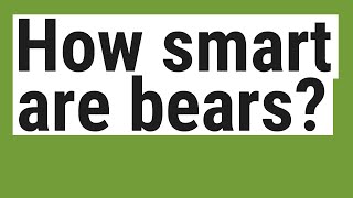 How smart are bears?