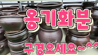 11월21일#옹기화분#야생화화분#바위솔화분#우물정진주바위솔#주문010 5067  3731