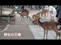 鹿ちゃんと撮影する外国人観光客🦌