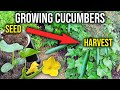 Growing Cucumbers from Seed to Harvest!