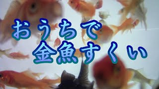 【ほのぼの】おうちで金魚すくい!!