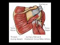 two minutes of anatomy axillary nerve