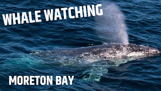 HUMPBACK WHALES! | Moreton Bay, Queensland, Australia Travel Vlog 038, 2020