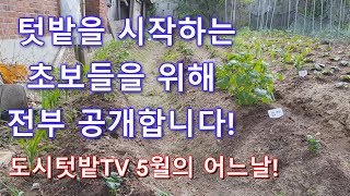 [LEDF] 2019 주말농장 도시텃밭  텃밭을 시작하는 초보들을 위해 전부 공개합니다! 초보농부, 도시농부, 텃밭 초보 분들을 위해 도시텃밭TV 전체 텃밭을 공개합니다.