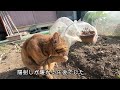 膝上で寝たい姉猫に父を取られていじける妹猫