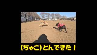 柴犬ちゃこやん ドッグランで出会ったフレンチブルドッグ君は、足が良くないにもかかわらず、何度転んでも立ち上がって走ろうとする姿に感動する柴犬ちゃこと飼い主。#shorts #柴犬 #フレンチブルドッグ