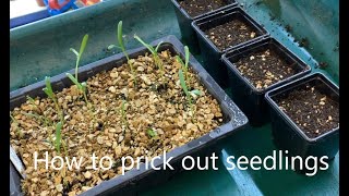 How to prick out seedlings