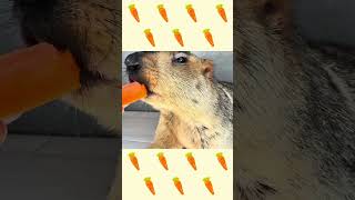 Mamochi is now able to eat carrots #marmot #pets #animals #asmr