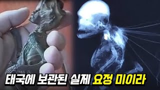 크립티드 시리즈 - 태국 전설 속 꽃요정, '나리폰' 미스터리