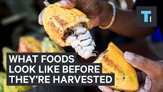 What foods look like before they're harvested