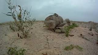 houbara bustard breeding