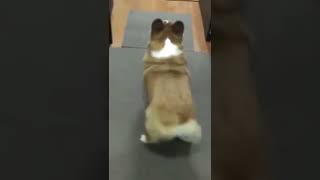 Dog Bubble Butt Dance