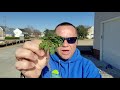 bittercress weed u0026 how to control it