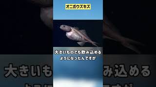 ぴえん過ぎる生き物紹介　（オニボウズギス）