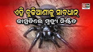 ଏହି ବୁଢ଼ିଆଣୀକୁ ସାବଧାନ କାମୁଡ଼ିଲେ ମୃତ୍ୟୁ ନିଶ୍ଚିତ | Odianews live updates#dtvodia