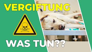 Vergiftung bei Hund und Katze: Was tun bei Vergiftung??