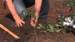 Plant tomatoes deep for best results - Burpee Home Gardens
