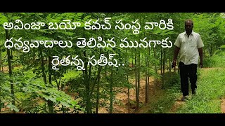 Moringa / మునగఆకు