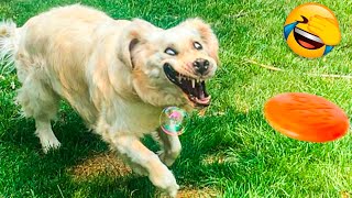 Best Funny Animal Videos 2022 😂 - Funniest Dogs And Cats Videos 🤣🐹