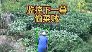 本以为安了监控菜地就安全了没想到还是频频被偷#监控下的一幕