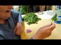 harvesting and making purple dead nettles tincture