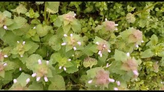 Harvesting and Making Purple Dead Nettles Tincture