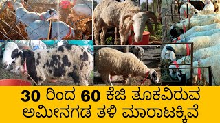 ಬಕ್ರೀದ್ ಸ್ಪೆಷಲ್ 30 ರಿಂದ 60 ಕೆಜಿ ತೂಕವಿರುವ ಅಮೀನಗಡ ತಳಿ ಮಾರಾಟಕ್ಕಿವೆ #amingadyalaga #yalagasheepfarming