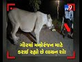 લાયન શો માટે રાતના અંધારામાં રમાય છે ખેલ video of illegal lion show in gir goes viral tv9