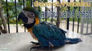 พัฒนาการในช่วงสองเดือน ลูกป้อน นกแก้ว บลูโกล์ มาคอร์ (BG) (Macaw Baby Parrot )