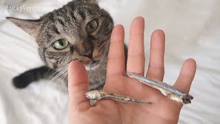 All Of A Sardine I Was Hungry - Cat Treats Review And Taste Test - Dried Sardines For Cats