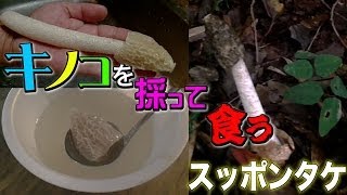 キノコを採って食う スッポンタケ