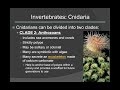 BIO104 Lecture 12 Part 1: Invertebrates Porifora to Lophotrochozoa