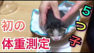 【保護子猫】5つ子たちの初の体重測定！終わった後のママ猫の行動が・・・【成長記録】/ First weight measurement of the five kittens!