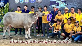 Live การประกวดควายงาม รุ่นฟันน้ำนมจูเนียร์เพศผู้ งานจังหวัดสุพรรณบุรี (22 พ.ย.2565)