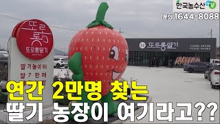 [한국농수산TV] 연간 2만명 찾는 딸기 체험농장에 딸기 관리를 그렇게 한다고??