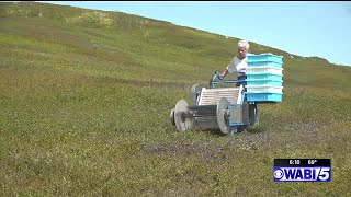 Farmers prepare for Maine Wild Blueberry Weekend