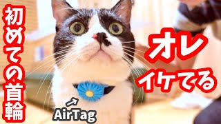 【保護猫】初めての首輪姿に自分で惚れ惚れしちゃった脱走家出猫　エアタグ