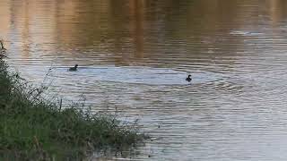 カイツブリによる羽虫の採餌 - Foraging of small insects by Little Grebes