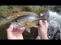 trying the choppo 75 on some river smallies