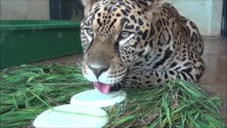 ミルクのアイス氷を食べるジャガー。2017年8月9日撮影。Jaguar lick a milk-ice @Kyoto city zoo