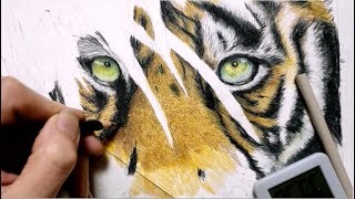 色鉛筆でトラを描いてみた　Drawing Tigers Realistically with Colored Pencils