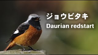 ジョウビタキの鳴き声(手賀沼にて)