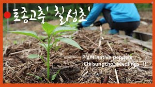 [Sub]  토종고추 칠성초 / 고추모종 심기 / 20일 무 수확 / 유기농텃밭 / Planting pepper seedlings